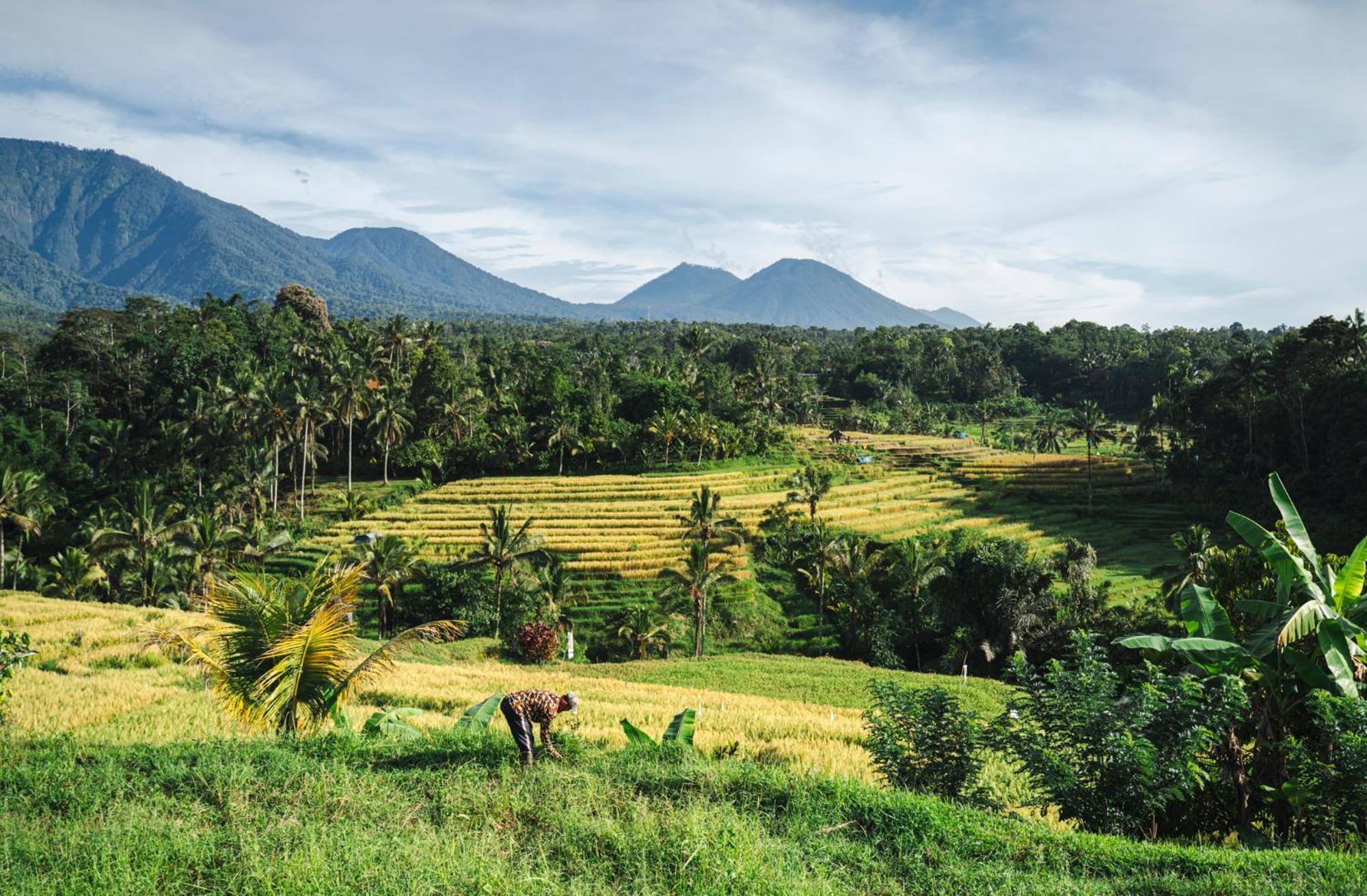 Oemah Tepi Sawah